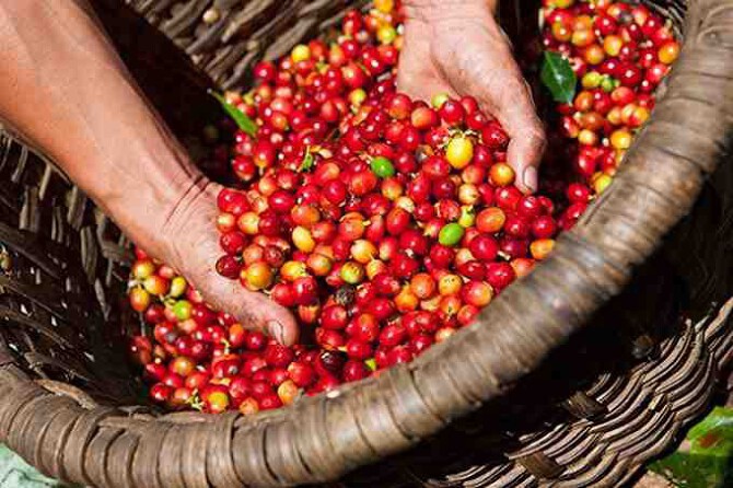 Giá cà phê trong nước ngày 15/3/2026: Tăng nhẹ 700 đồng/kg, dao động quanh mốc 96.000 đồng/kg Giá cà phê trong nước ngày 15/3/2026: Tăng nhẹ 700 đồng/kg, dao động quanh mốc 96.000 đồng/kg