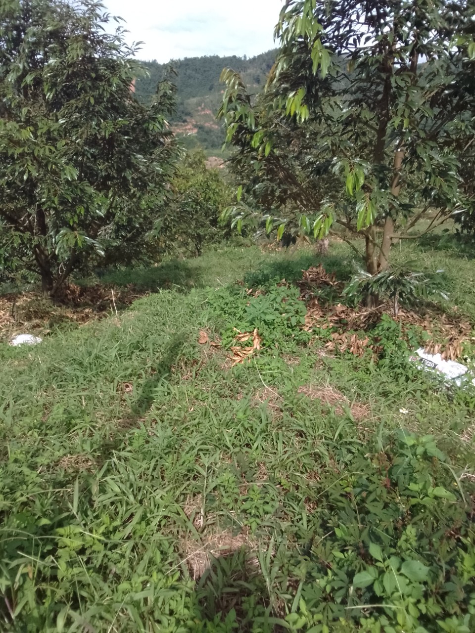 Cần bán gấp vườn sầu riêng diện tích 2,3ha tại xã Lâm Sơn, Khánh Hoà