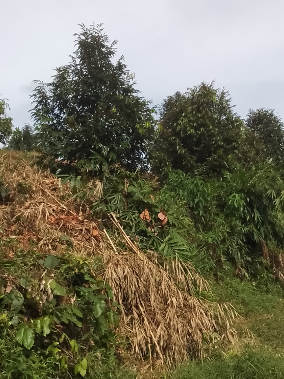 Cần bán gấp vườn sầu riêng diện tích 2,3ha tại xã Lâm Sơn, Khánh Hoà