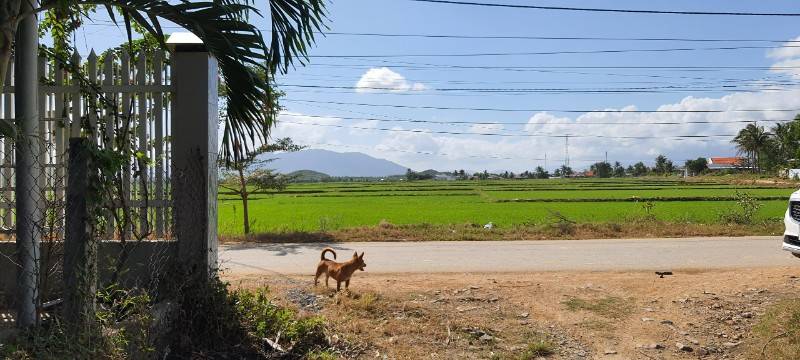 Bán Lô Đất 100% Thổ Cư Giá Chỉ 4,9tr/m2 Trung Tâm Khu Kinh Tế Vân Phong