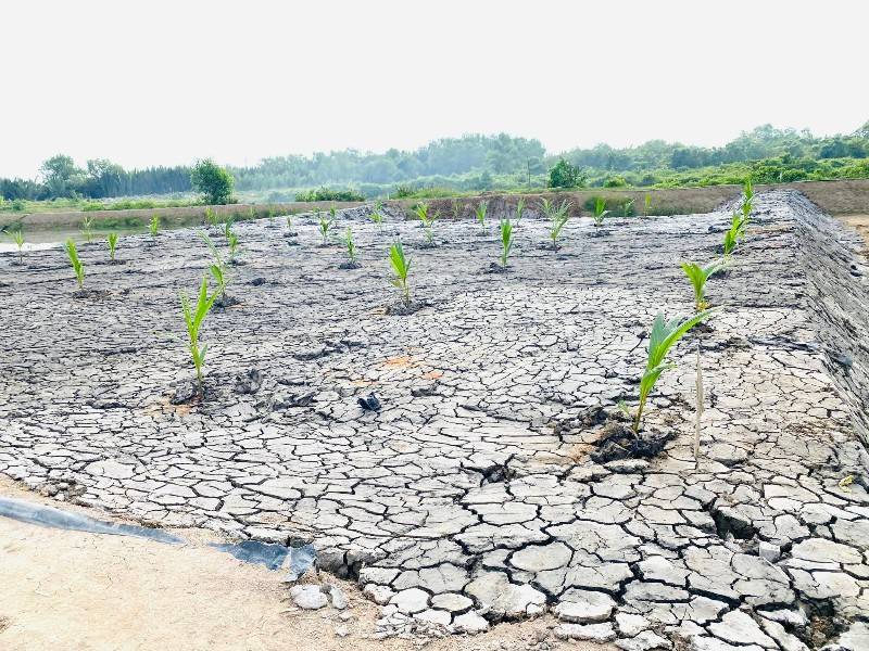 Cần bán 1000m2 đất CLN đường Thanh Niên Xung Phong, Nhà Bè giá 1,3 tỉ