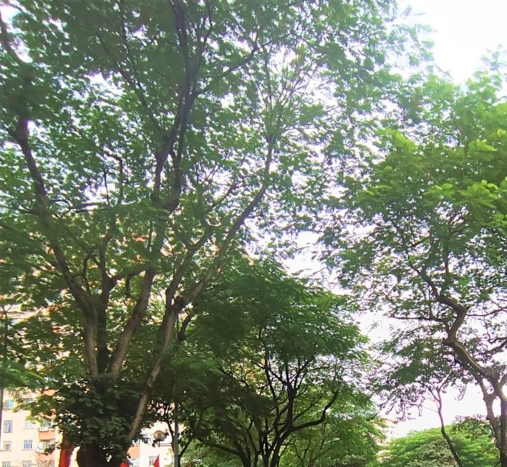 Bán gấp nhà mặt phố Dương Khuê, Quận Cầu Giấy có giá 14 tỷ 