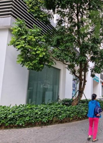 Chính chủ cần chuyển nhượng 3 căn Shophouse dự ánTimes City