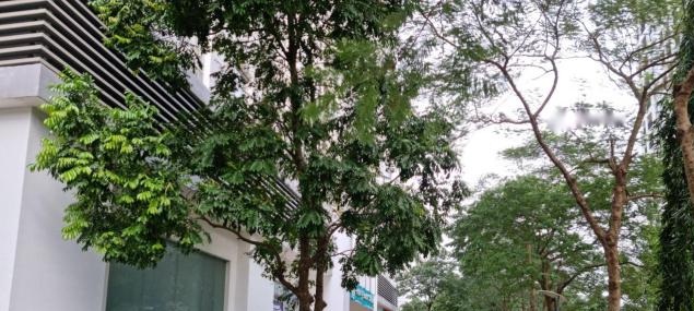 Chính chủ cần chuyển nhượng 3 căn Shophouse dự ánTimes City