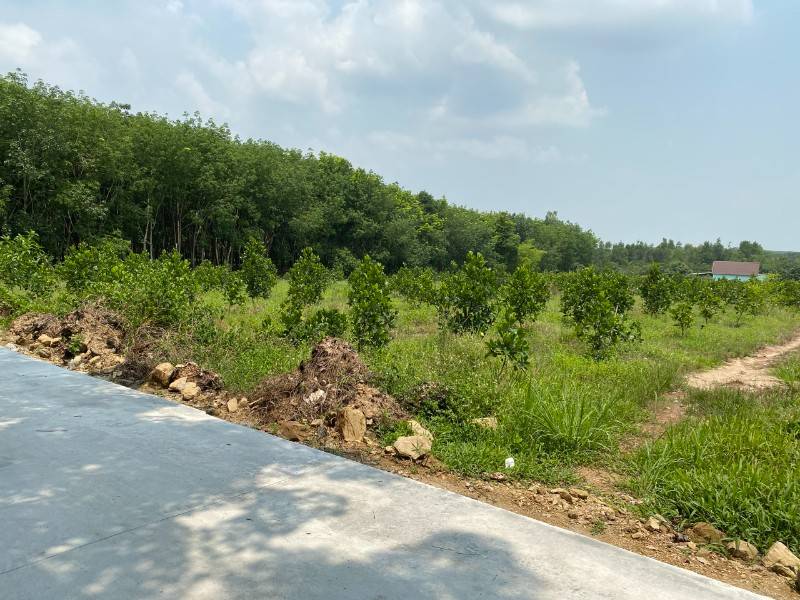 Bán đất Suối Nho Định Quán Nối Vào Cao Tốc Dầu Giây - Liên Khương