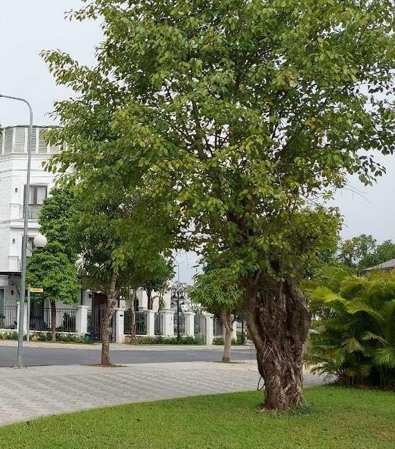 Bán lại căn shophouse San Hô Vin Ocean Park Gia Lâm, Hà Nội