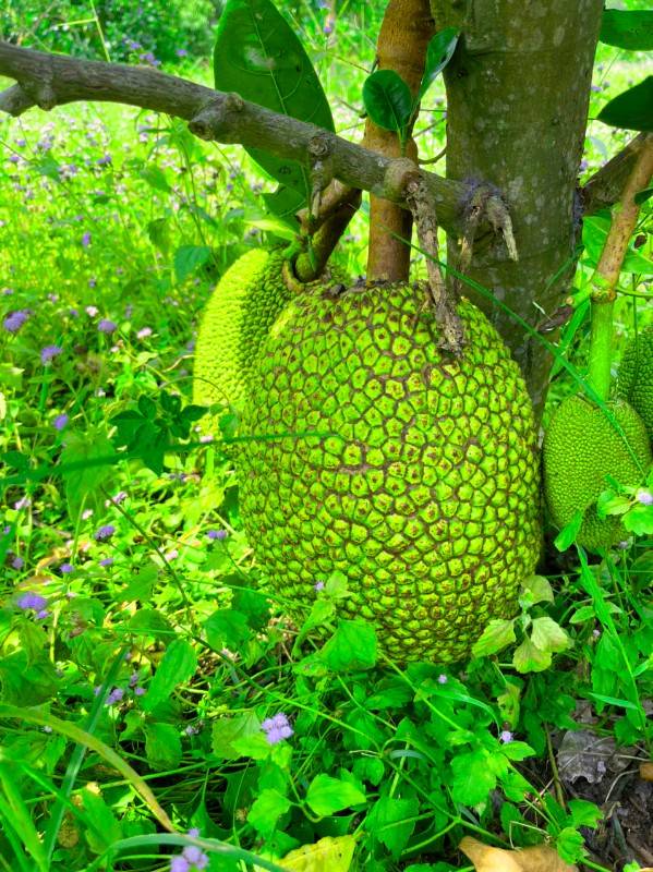 Bán lô đất đẹp làm nhà vườn gần Vành đai 3, Đường Bò Cạp Vàng, Xã Vĩnh Thanh, Huyện Nhơn Trạch, tặng vườn mít
